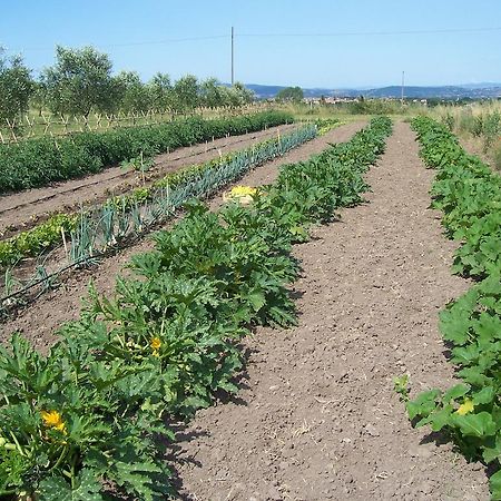 Agriturismo Il Grillo Parlante Pitigliano Eksteriør billede