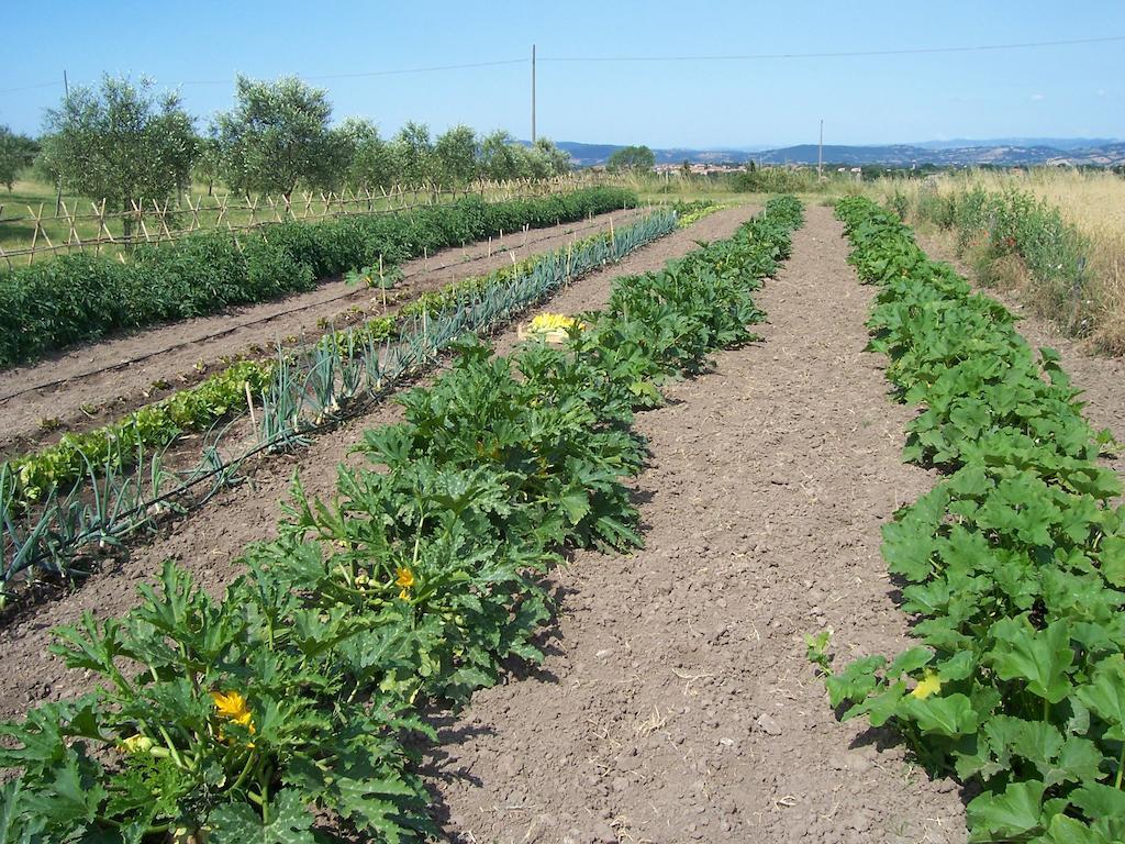 Agriturismo Il Grillo Parlante Pitigliano Eksteriør billede
