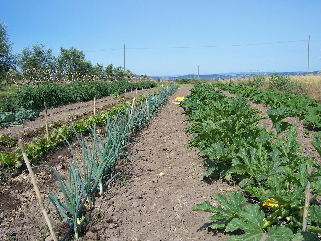 Agriturismo Il Grillo Parlante Pitigliano Eksteriør billede